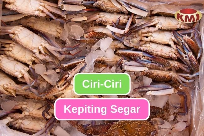 9 Ciri-Ciri Kepiting yang Masih Segar